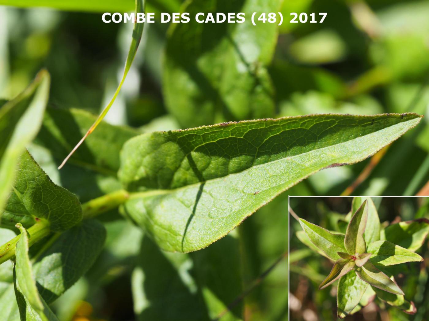 Fleabane, Irish leaf